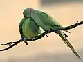 Parakeets (rose-ringed parakeet (Psittacula krameri manillensis), members of the order Psittaciformes