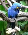 Ararinha-azul, animal em extinção. (1)