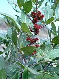 Mata ("aroeira, lentisco")