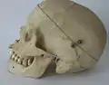crânio humano (lado)